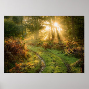 Caminho na floresta Woods Nature Wall Poster