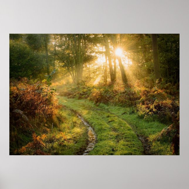 Caminho na floresta Woods Nature Wall Poster (Frente)