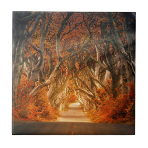 Caminho Thicket de Autumn Woods