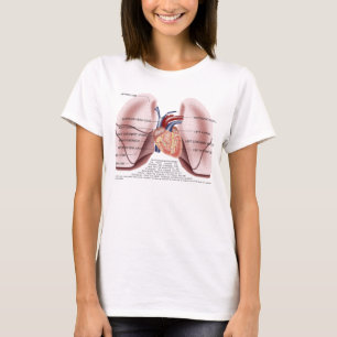Camisa da boneca das senhoras da anatomia da caixa
