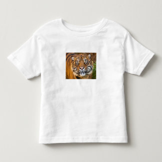 Camisa Infantil de Bebê com Foto de Tigre Selvagem