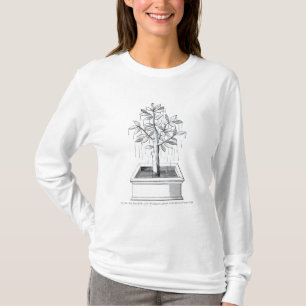 Camiseta A árvore de vida, ou a árvore Weeping