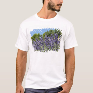 Camiseta A lavanda floresce no campo no verão, Provence