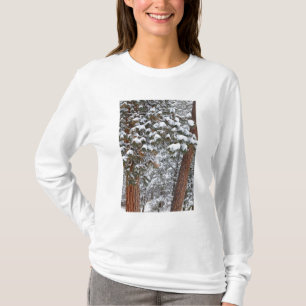 Camiseta A neve enche os galhos das árvores de pinheiro pon