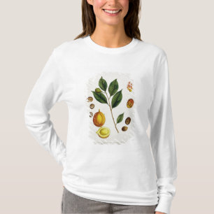 Camiseta A noz-moscada, chapeia 353 "de um erval curioso",