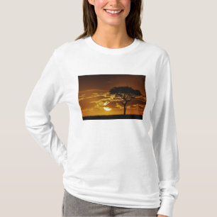 Camiseta Acácia-espinheiro-umbela, Acacia tortilis,