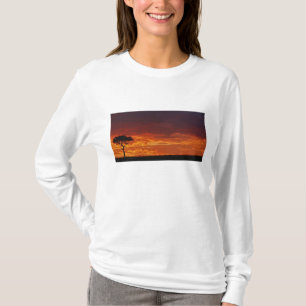 Camiseta Acácia Espinho de Guarda-Chuva, Acacia tortilis, 2