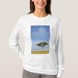 Camiseta Acácia Espinho de Umbrella, Acacia tortilis, e