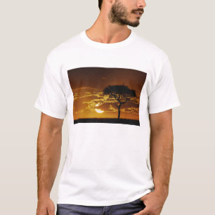 Camiseta Acácia-espinhosa, Acacia tortilis,