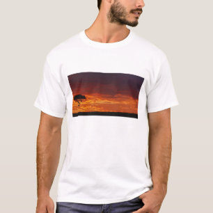 Camiseta Acácia tortilis, Acacia tortilis, 2