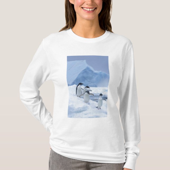 Camiseta Adelie Penguins (Pygoscelis adeliae) no gelo, (Frente)