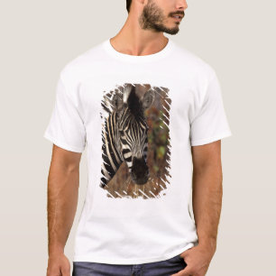 Camiseta África, África do Sul, Kruger NP retrato de zebra