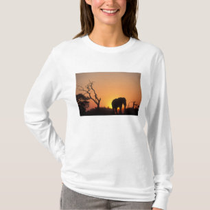 Camiseta África, Botsuana, Parque Nacional Chobe, Cenário