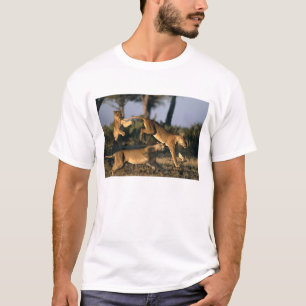 Camiseta África, Botsuana, Parque Nacional Chobe, Leões