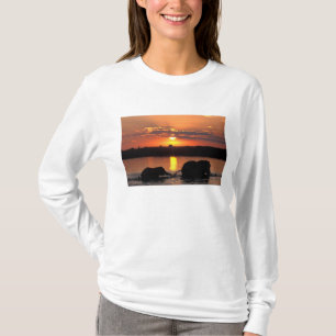 Camiseta África, Botswana, parque nacional de Chobe,