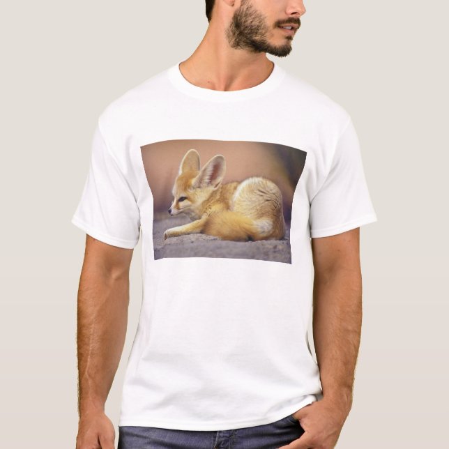 Camiseta África do Norte. Fennec (Fennecus zerda) (Frente)
