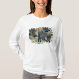 Camiseta África do Sul, Pilanesburg GR, Facão