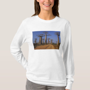 Camiseta África, Madagáscar, Morondava, Avenida Baobab.
