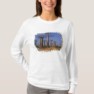 Camiseta África, Madagascar, Morondava, Avenida Baobab.