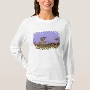 Camiseta África, Madagascar, Morondava. Baobás