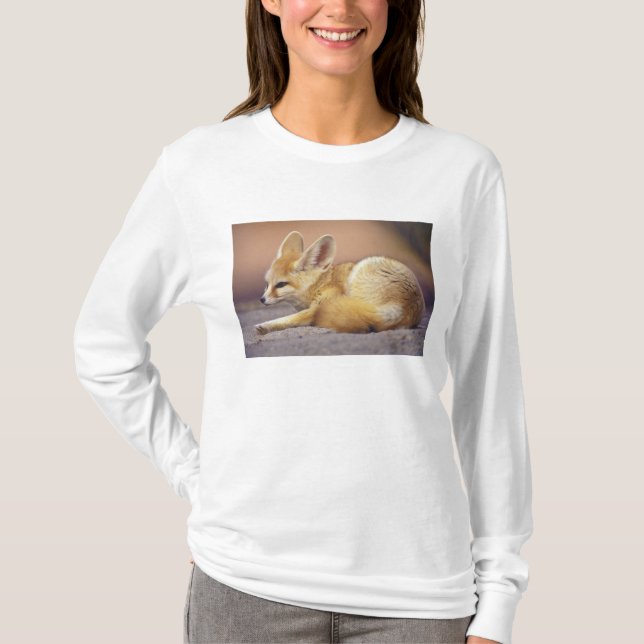 Camiseta África norte. Fennec Fennecus zerda) (Frente)