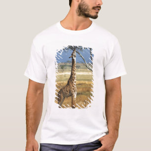 Camiseta África, Quênia, Amboseli NP. Uma girafa comum, ou