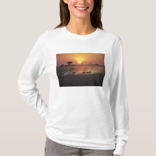 Camiseta África, Quénia, Amboseli NP. Zebra caminha até