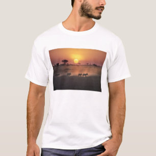 Camiseta África, Quênia, Amboseli NP. Zebras caminham até a