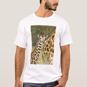 Camiseta África. Quênia. Bebê de girafa de Rothschild