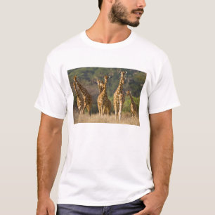 Camiseta África. Quênia. Manada de girafas-reticuladas