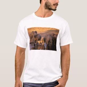 Camiseta África, Quênia, Masai Mara. Elefantes (Loxodonta)