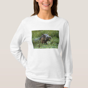 Camiseta África, Quênia, Masai Mara NR. Uma mãe hipopótamo