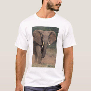 Camiseta África, Quênia, Nanyuki, Mpala. Elefante-africano.