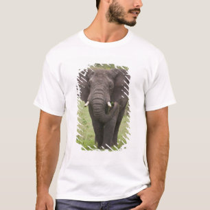 Camiseta África Tanzânia Elefante na Cratera de Ngorongoro