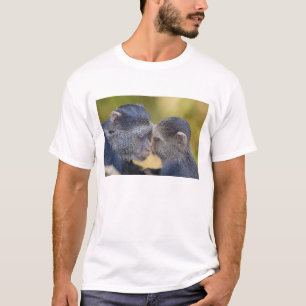Camiseta África. Tanzânia. Mãe de macaco azul com filhote