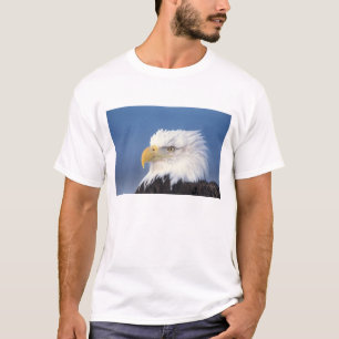 Camiseta águia-careca, Haliaeetus leuccocephalus,