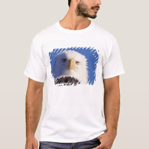 Camiseta águia-careca, Haliaeetus leucocephalus, cabeça aba
