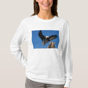 Camiseta águia-pescadora, Haliaeetus leuccocephalus, pousan