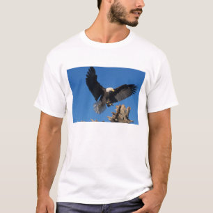 Camiseta águia-pescadora, Haliaeetus leuccocephalus, pousan