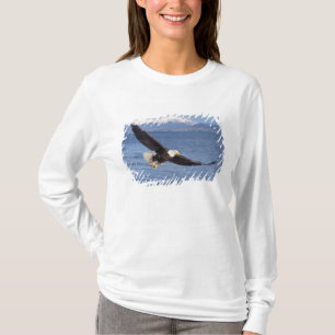 Camiseta águia-pescadora, Haliaeetus leucocephalus, em voo 