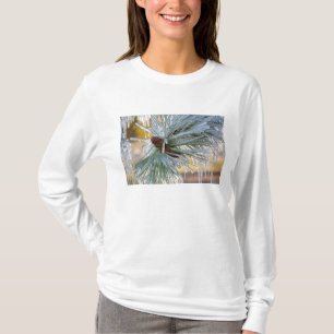 Camiseta Agulhas de pinheiro ponderosa são