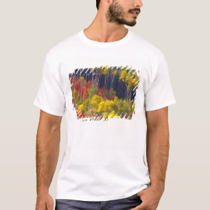 Camiseta Álamos coloridos em Logan Canyon Utah no