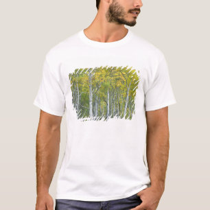 Camiseta Álamos de outono no McClure pass no Colorado.