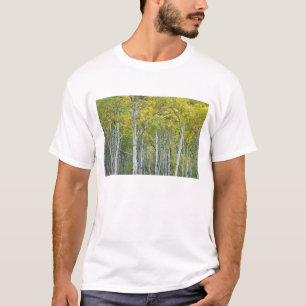 Camiseta Álamos outonais na passagem de McClure no Colorado