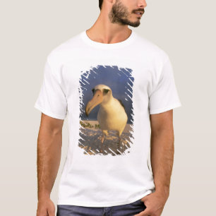 Camiseta Albatroz-de-laysan, Diomedea immutabilis),