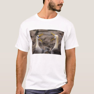 Camiseta Albatroz ondulado (Phoebastria irrorata)