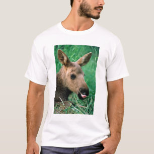 Camiseta alce, Alces alces, bezerro deitado na grama, Kenai