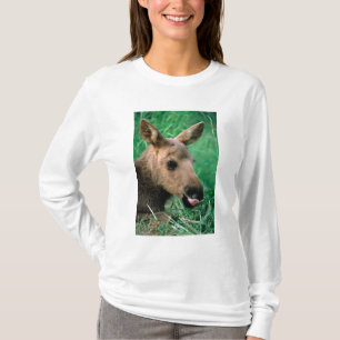 Camiseta alce, Alces alces, bezerro deitado na grama, Kenai