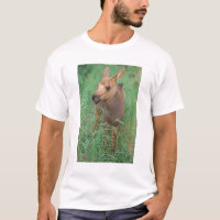 alce, Alces alces, bezerro recém-nascido em pé