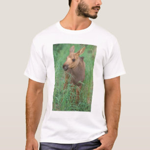 Camiseta alce, Alces alces, bezerro recém-nascido em pé